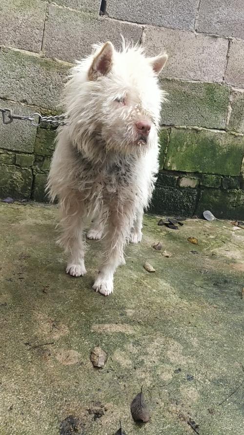 中国下司犬外网爆火,中国下司犬介绍