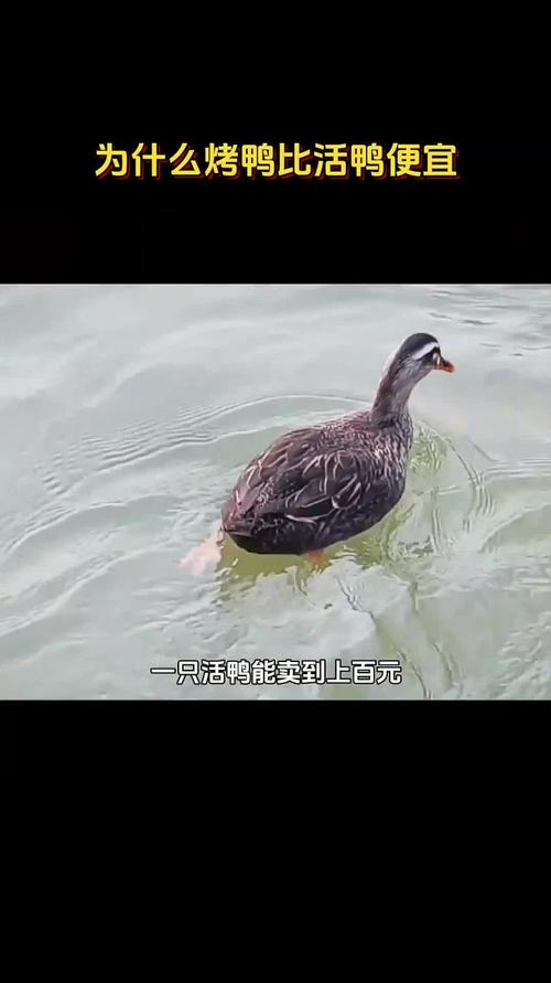 烤鸭为何20多元一只,活鸭20元一斤 烤鸭为何20多元一只